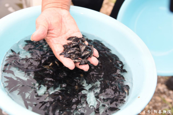 三羊财务 【百千万工程·三年初见成效】河西街道：“三链融合”打造水产优势产业高地